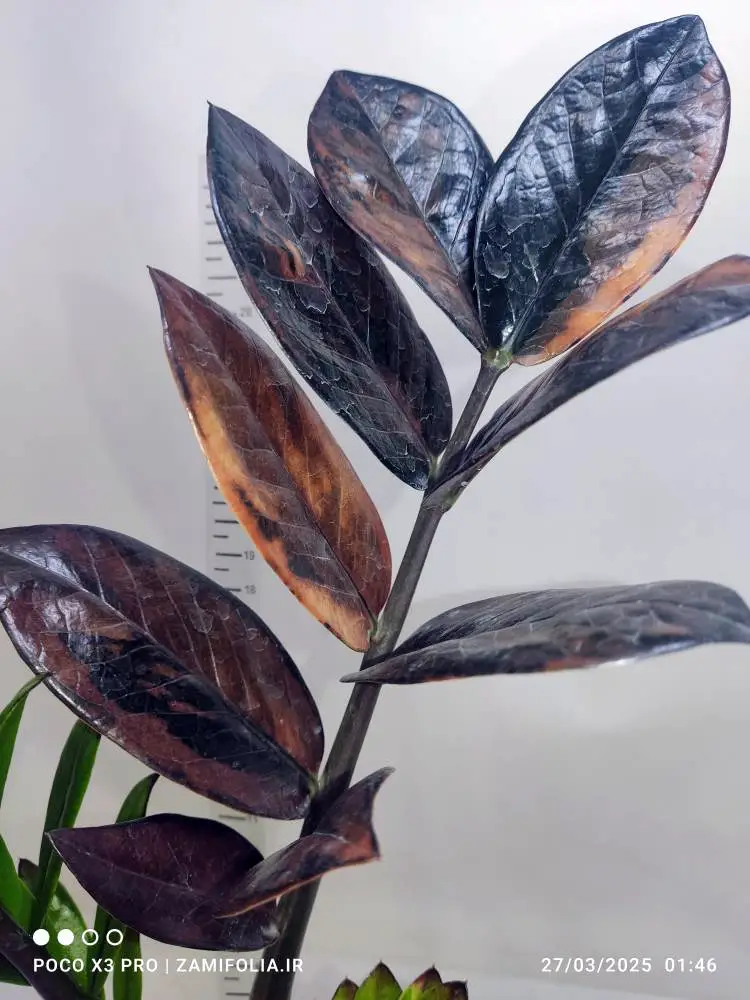 زامیفولیا شرابی (Raven ZZ Plant)