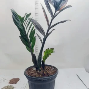 Alternative view of زامیفولیا شرابی (Raven ZZ Plant)
