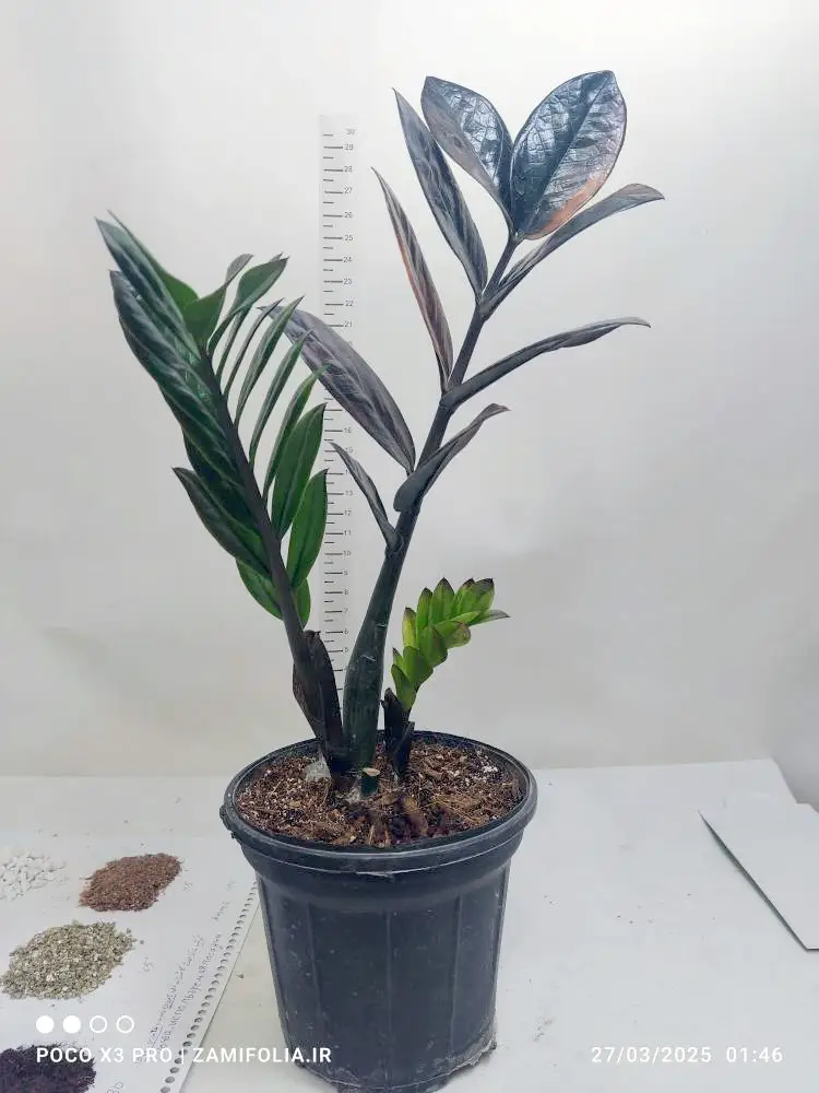 زامیفولیا شرابی (Raven ZZ Plant) - تصویر 2