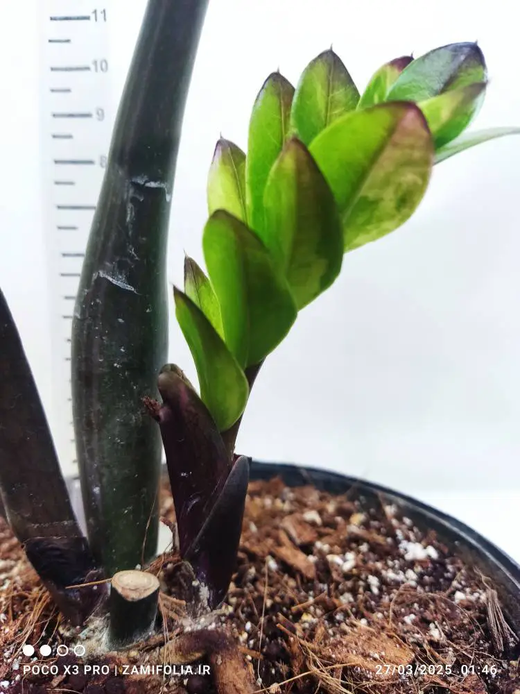 زامیفولیا شرابی (Raven ZZ Plant) - تصویر 3